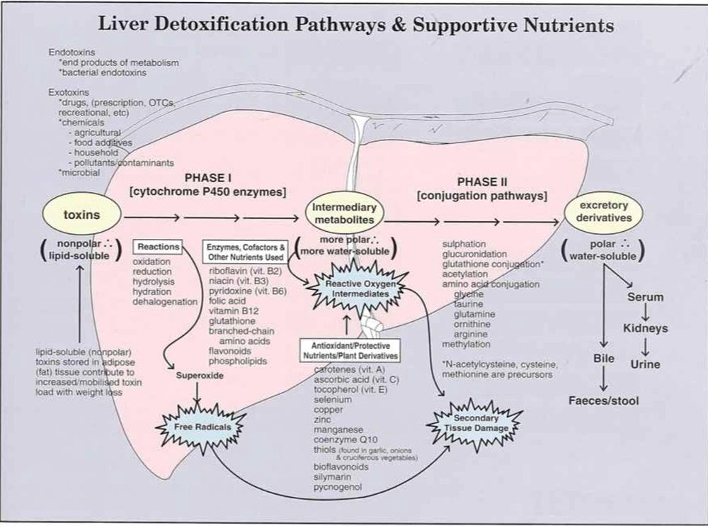 Liver visual data 5